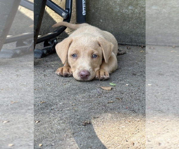 Medium Photo #5 Labrador Retriever Puppy For Sale in LEASBURG, MO, USA