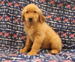 Golden Retriever Puppy for sale in JOICE, IA, USA
