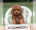 Small Photo #92 Maltipoo (Miniature) Puppy For Sale in WARSAW, IN, USA