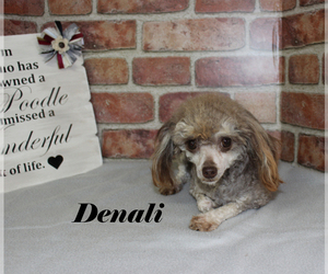 Mother of the Poodle (Toy) puppies born on 05/10/2025