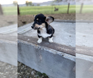 Pembroke Welsh Corgi Puppy for Sale in LONGMONT, Colorado USA