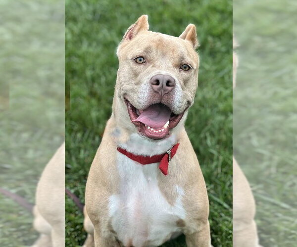 Medium Photo #7 American Staffordshire Terrier-Unknown Mix Puppy For Sale in Cranford, NJ, USA