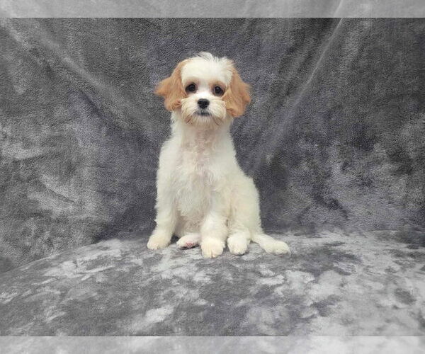 Medium Photo #2 Cavapoo (Miniature) Puppy For Sale in Lincolnwood, IL, USA