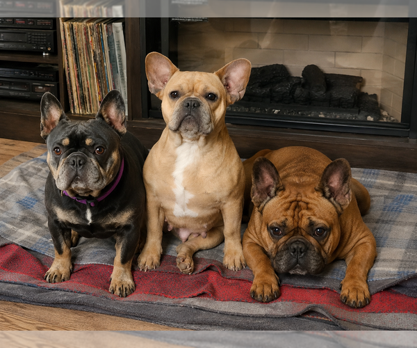 Medium Photo #1 French Bulldog Puppy For Sale in LEAVENWORTH, KS, USA
