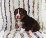 Small #23 Miniature Australian Shepherd