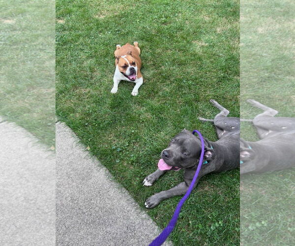 Medium Photo #4 American Pit Bull Terrier-Unknown Mix Puppy For Sale in Crete, IL, USA