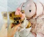 Small #7 Pomeranian