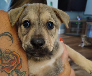 Medium American Pit Bull Terrier-Siberian Husky Mix