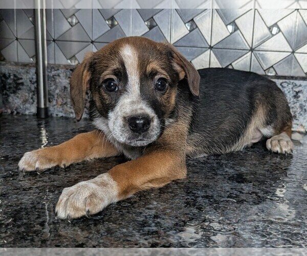 Medium Photo #5 Jack-Rat Terrier Puppy For Sale in GOSHEN, IN, USA