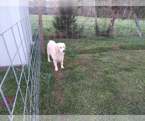 Medium Photo #12 Golden Retriever Puppy For Sale in ATHENS, GA, USA