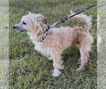 Small #2 Poodle (Miniature) Mix