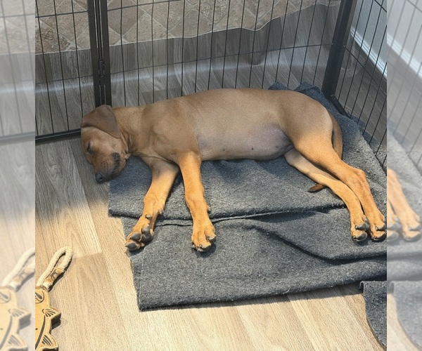Medium Photo #13 Rhodesian Ridgeback Puppy For Sale in SURPRISE, AZ, USA