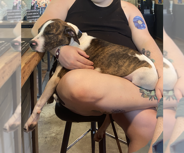 Medium Photo #2 Mutt Puppy For Sale in Candler, NC, USA