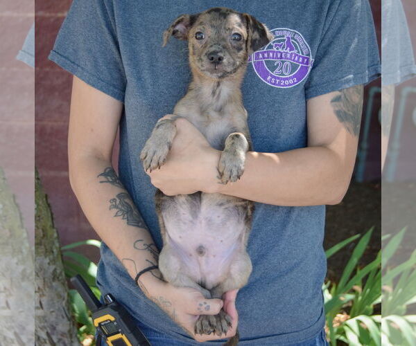 Medium Photo #4 Australian Shepherd-Unknown Mix Puppy For Sale in Huntley, IL, USA