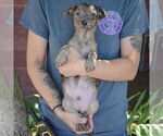 Small #3 Australian Shepherd Mix