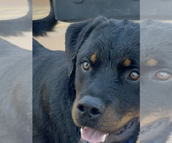 Medium Photo #11 Rottweiler Puppy For Sale in Gilbert, AZ, USA