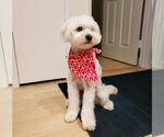 Small #1 Maltese Mix