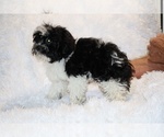 Small #4 ShihPoo