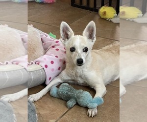 Polly - Female Chihuahua-Unknown Mix Dog for Adoption - Photo #2