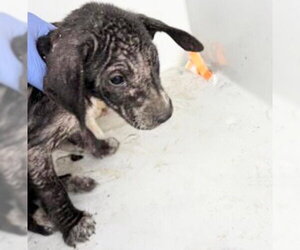 Mutt Dogs for adoption in Houston, TX, USA