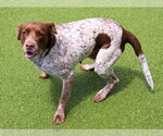 Small #2 Brittany-German Shorthaired Pointer Mix