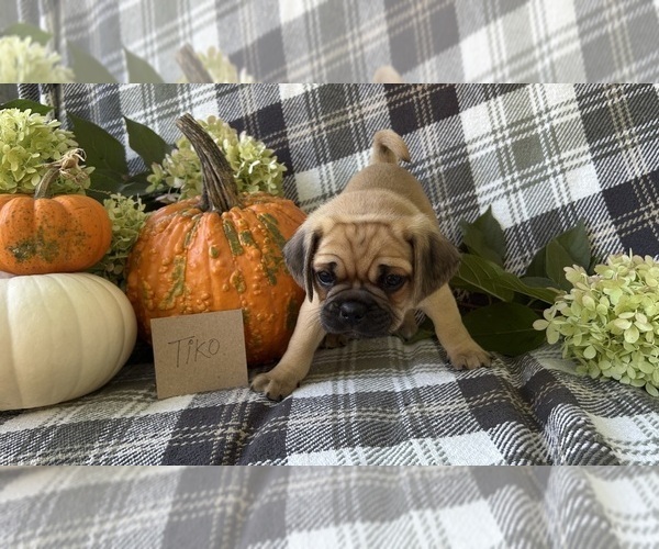 Medium Photo #5 Puggle Puppy For Sale in ELKTON, VA, USA