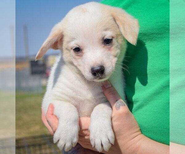 Medium Photo #2 Chihuahua-Unknown Mix Puppy For Sale in Huntley, IL, USA