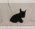 Puppy Agnes French Bulldog