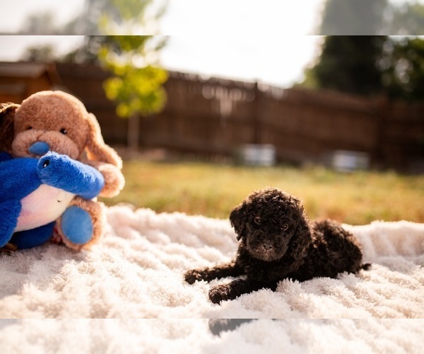 Medium Photo #2 Goldendoodle-Poodle (Standard) Mix Puppy For Sale in DENVER, CO, USA