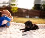 Puppy Rocky Goldendoodle-Poodle (Standard) Mix