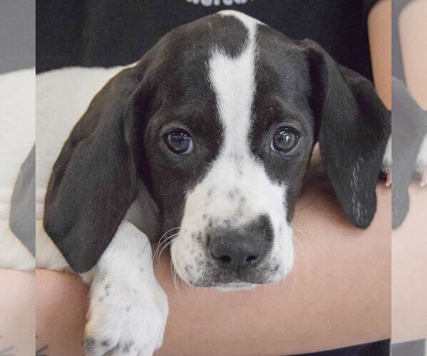 Medium Photo #6 Beagle-Brittany Mix Puppy For Sale in Huntley, IL, USA