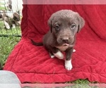 Small Photo #67 Borador Puppy For Sale in MARION, VA, USA