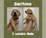 Puppy Baritone Labrador Retriever
