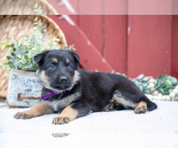 Medium Photo #51 German Shepherd Dog Puppy For Sale in PARKESBURG, PA, USA