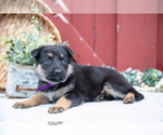 Small Photo #51 German Shepherd Dog Puppy For Sale in PARKESBURG, PA, USA