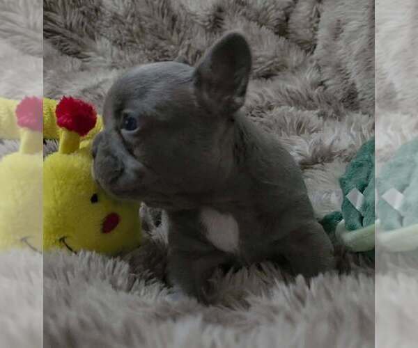 Medium Photo #3 French Bulldog Puppy For Sale in BOSTON, KY, USA