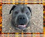 Small American Staffordshire Terrier