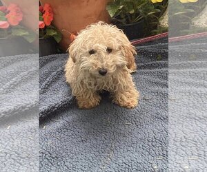Poochon Dogs for adoption in HOPKINSVILLE/PRINCETON, KY, NH, USA