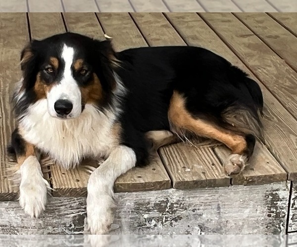 Medium Photo #1 Australian Shepherd Puppy For Sale in NELSON, VA, USA