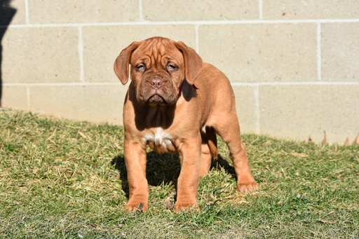 Medium Photo #1 Dogue de Bordeaux Puppy For Sale in ADAMS MILLS, OH, USA