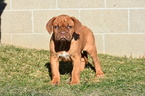 Small Photo #1 Dogue de Bordeaux Puppy For Sale in ADAMS MILLS, OH, USA