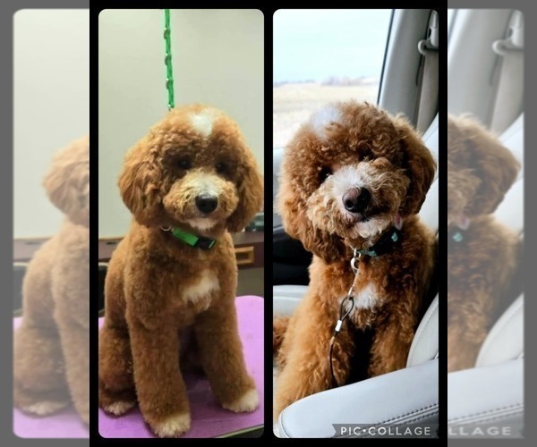 Medium Photo #1 Bernedoodle (Miniature) Puppy For Sale in ELKHART, IA, USA