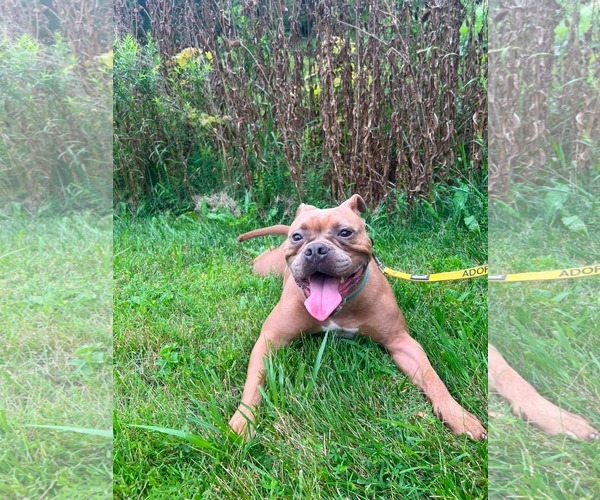 Medium Photo #24 American Bulldog-Unknown Mix Puppy For Sale in Derwood, MD, USA