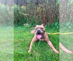 Small #23 American Bulldog Mix