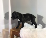 Small Photo #12 Boxer Puppy For Sale in BECKS MILLS, OH, USA