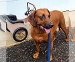 Small Redbone Coonhound Mix