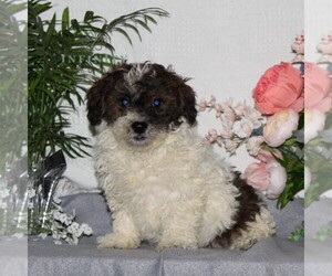 ShihPoo Puppy for sale in RISING SUN, MD, USA