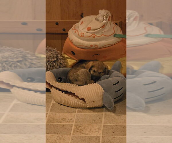 Medium Photo #2 Dachshund-Unknown Mix Puppy For Sale in Aurora, IN, USA