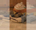 Small #1 Dachshund Mix