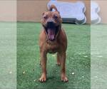 Small #28 Chinese Shar-Pei-Labrador Retriever Mix